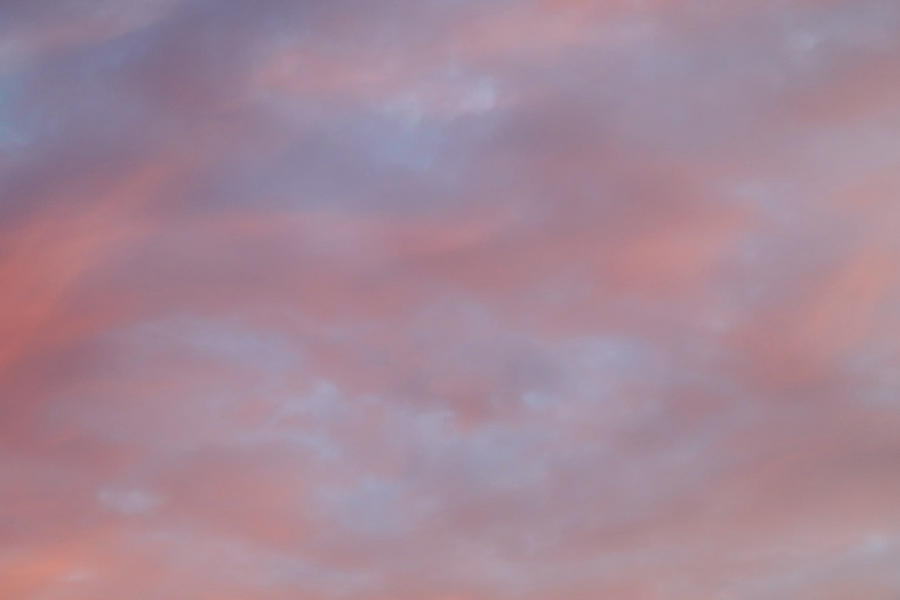 Monday Skies - Rose Photograph by Nicholas Blackwell