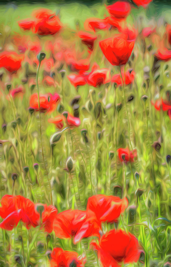 Monet Poppy Meadow Art Photograph by David Pyatt