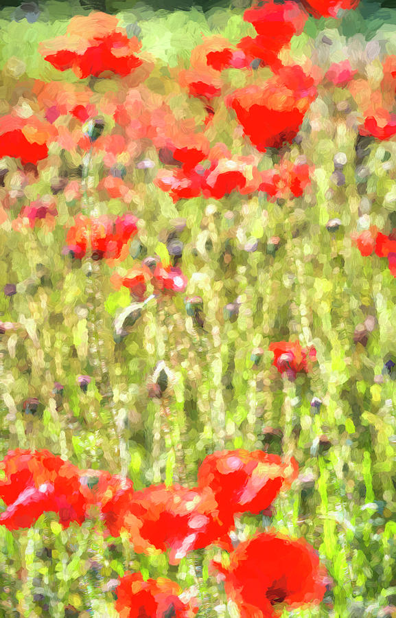 Monet Poppy Meadow Photograph by David Pyatt