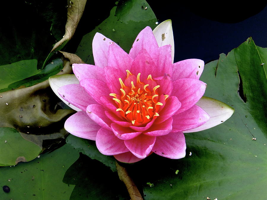 Monet Water Lilly Photograph by Jeffrey PERKINS