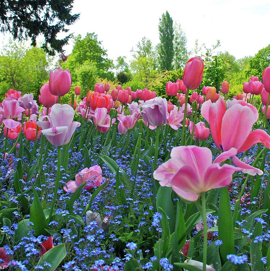 Monets Garden Photograph by Glen Buto