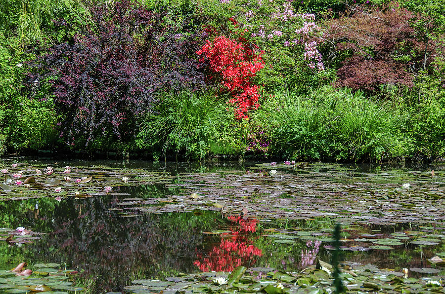 Monets Lily Pond in Springtime Photograph by Douglas Wielfaert