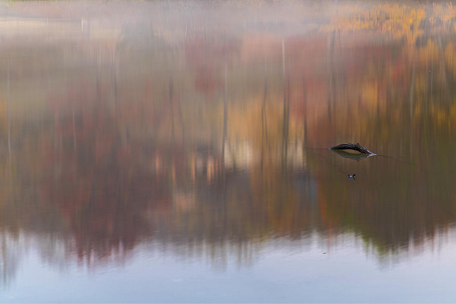 Monet's Morning by Angelo Marcialis Monet's Morning by Angelo Marcialis