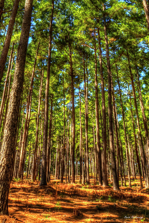 Money Growing On Trees 7 Georgia Pine Tree Forest Art Photograph by Reid Callaway