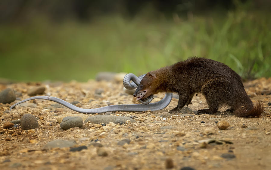 Cobra Photograph - Mongoose And Cobra War by Mieke Suharini