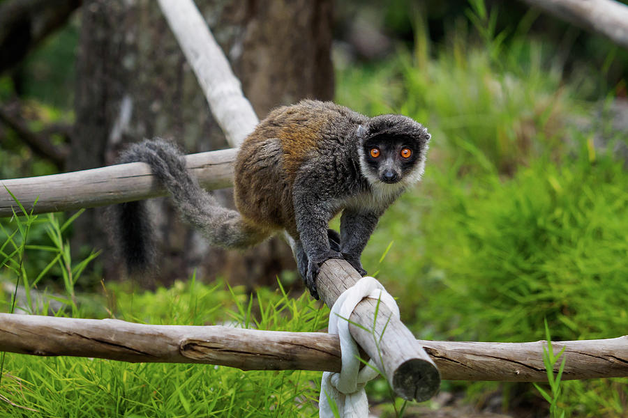 Mongoose lemur - Eulemur mongoz Photograph by Francisco Herrera | Fine ...