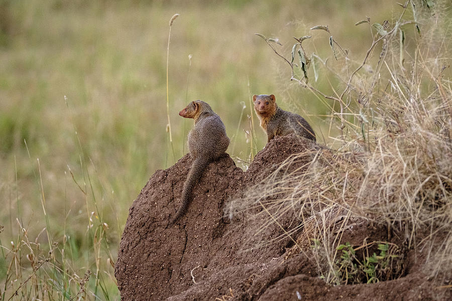 Mongoose on Guard Photograph by Mary Lee Dereske