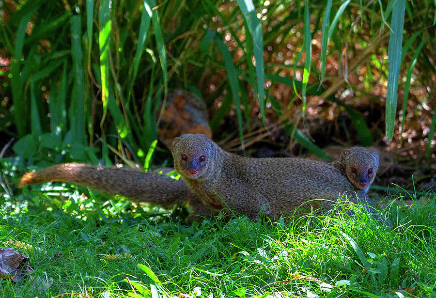 Mongoose Pair Photograph by Anthony Jones