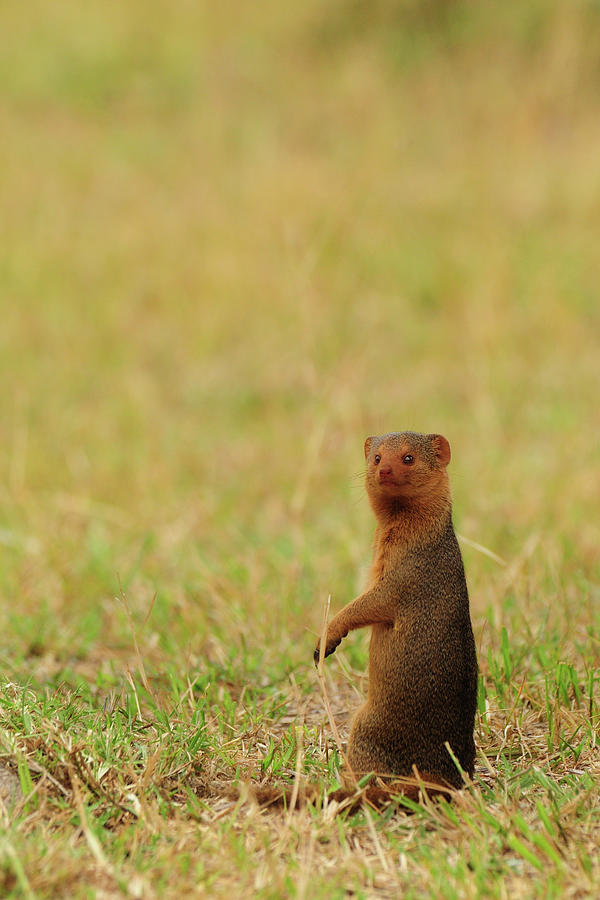 Mongoose Photograph by Tom Schwabel