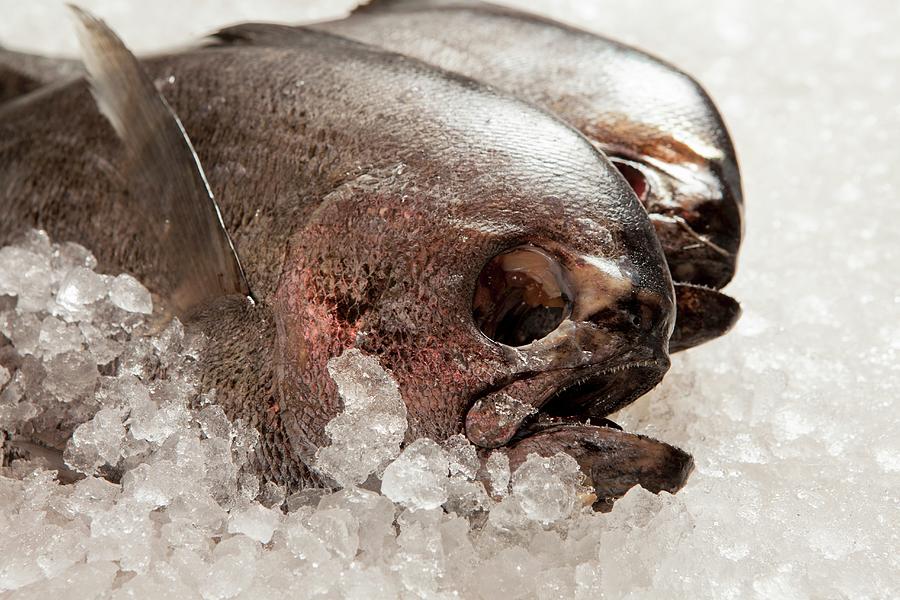 Monk Fish On Ice Photograph by Creative Photo Services