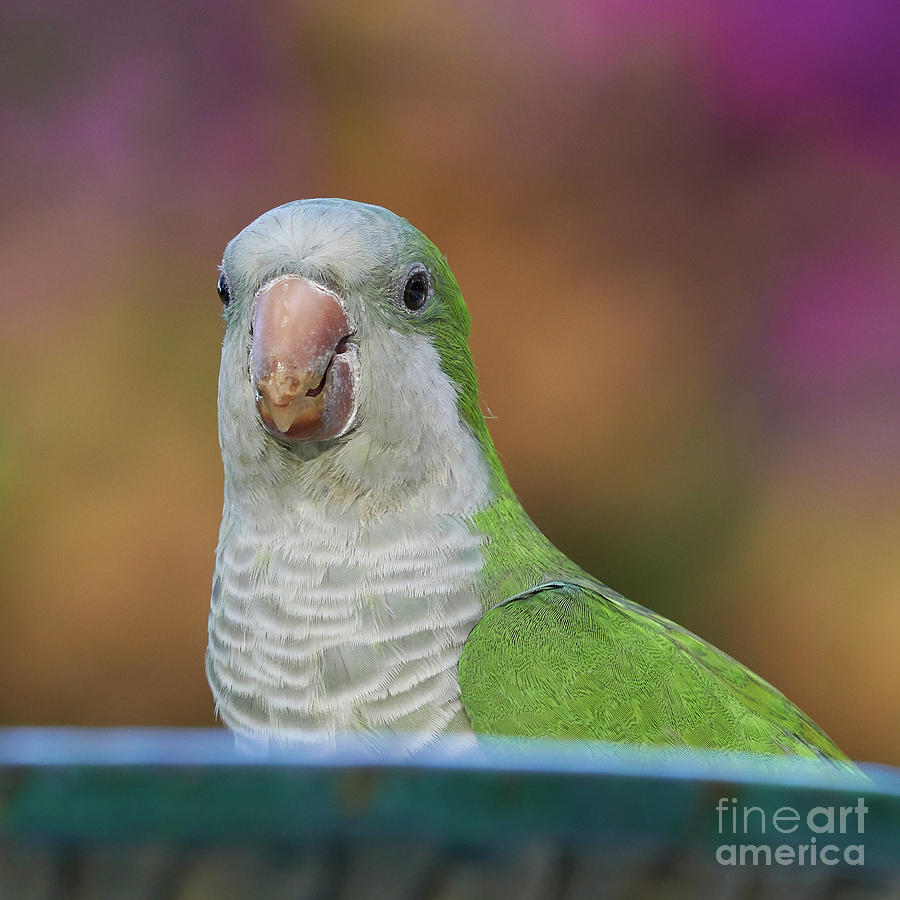 Monk Parakeet Close Up Colored Background Photograph by Pablo Avanzini