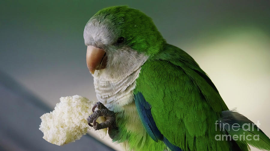 Monk Parakeet eating a Loaf of Bread Photograph by Pablo Avanzini
