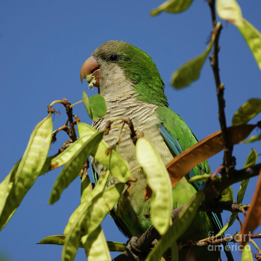 Monk Parakeet Eating Perched on a Tree Photograph by Pablo Avanzini