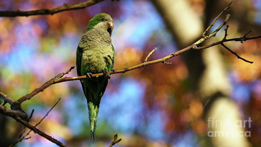 Monk Parakeet Myiopsitta monachus Photograph by Pablo Avanzini