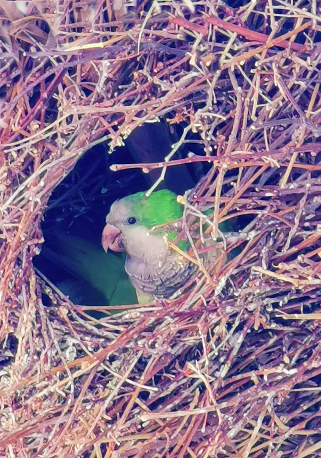 parakeet nest