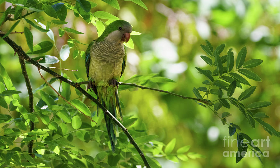 Monk Parakeet Perched on a Tree Branch Photograph by Pablo Avanzini
