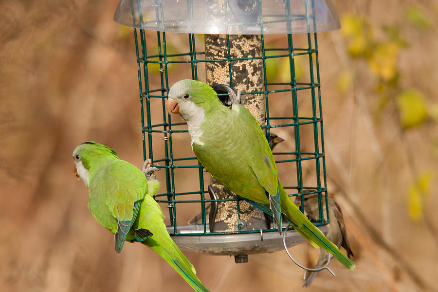 Monk Parakeets Photograph by James Zipp - Fine Art America