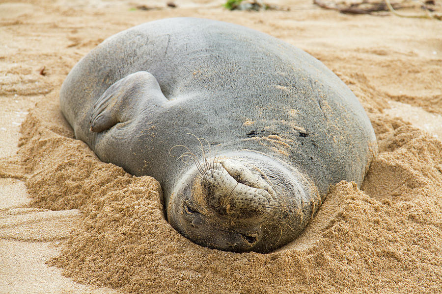 Monk Seal In Sand, Close-up, Hawaii, Usa Digital Art by Philip Waller
