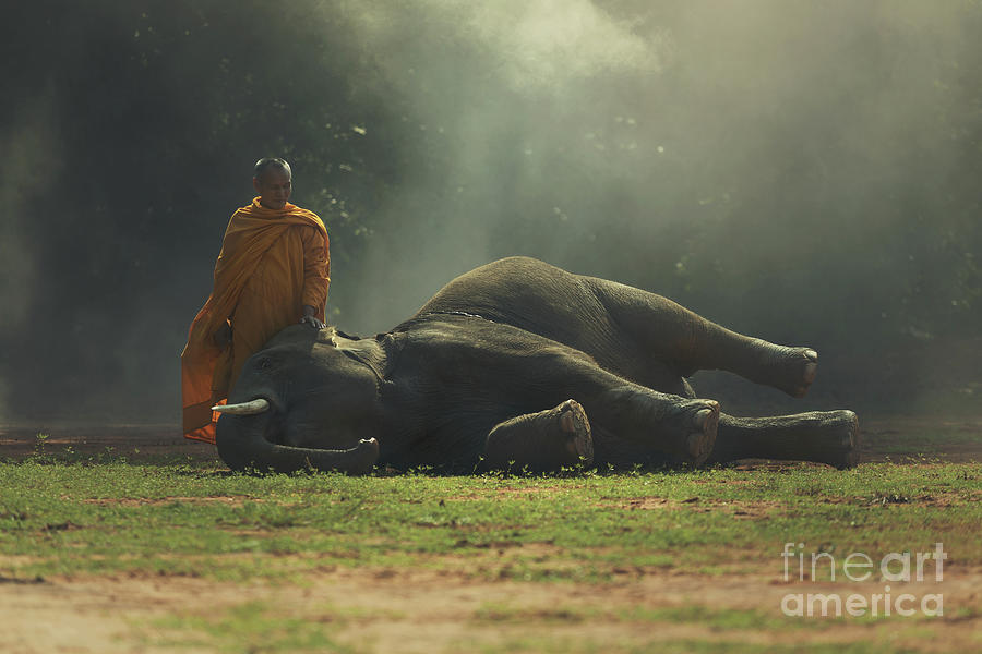 Monk With Baby Elephant Photograph by Sutiporn Somnam