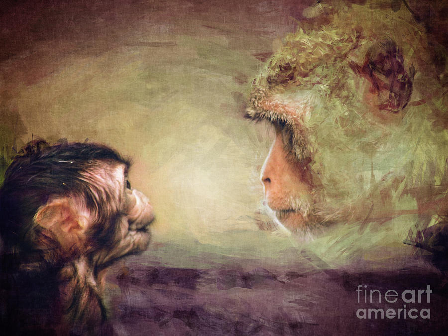 Monkeys Digital Art by Phil Perkins