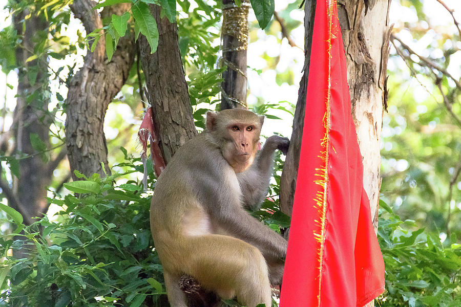 Monkey and a Red Flag  Photograph by Amy Sorvillo