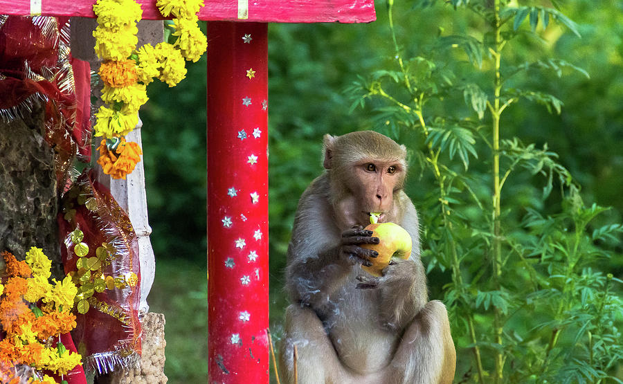 Monkey Bites Apple Photograph by Amy Sorvillo