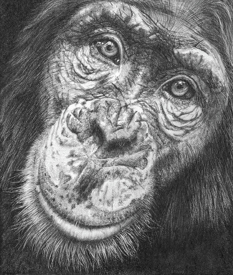 Monkey Business Drawing by Peter Williams