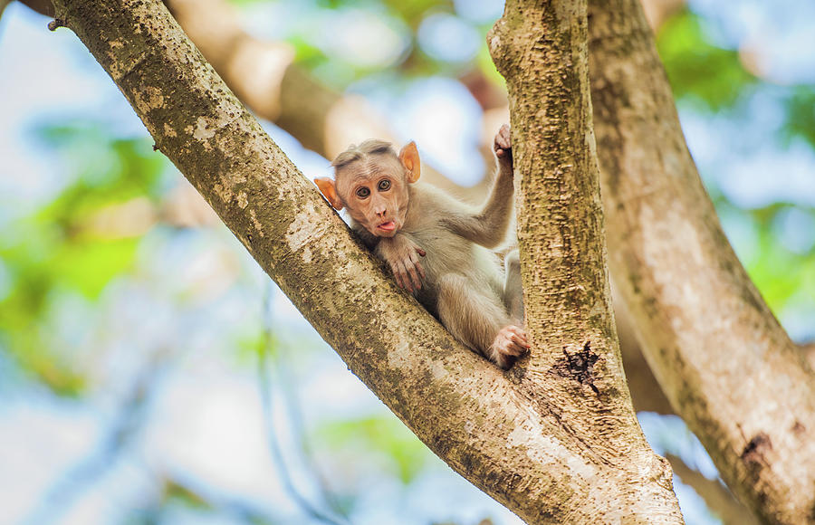 Monkey Face Photograph by Abhinav Sah