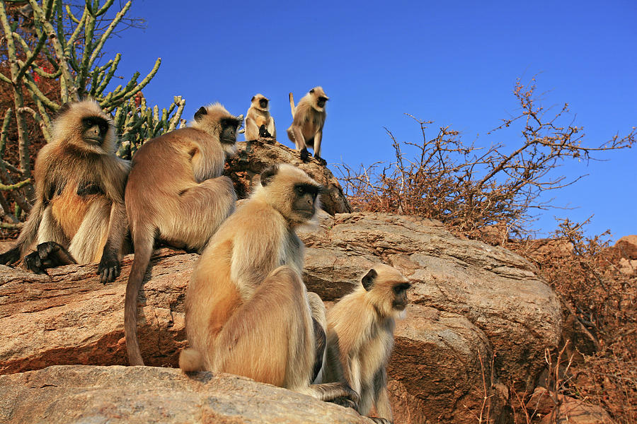 Monkey Family Photograph by Kampee Patisena