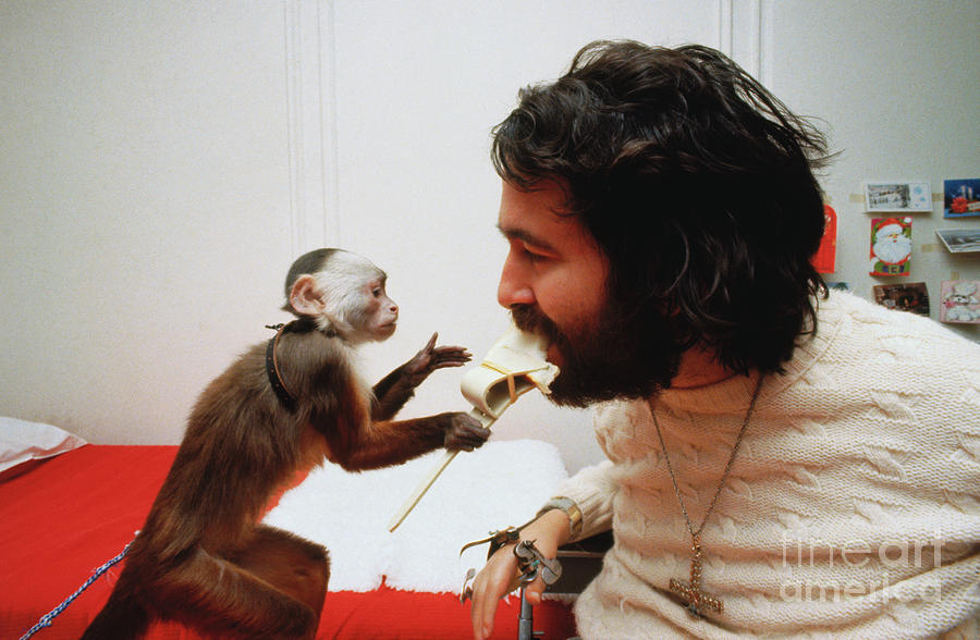 Monkey Feeding Paralyzed Man Photograph by Bettmann