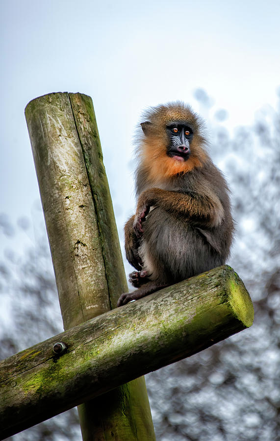 Monkey by Gouzel Monkey by Gouzel