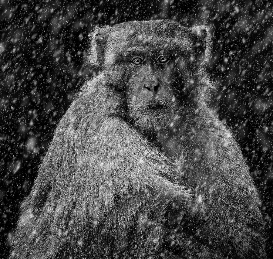Monkey In Snow Photograph by Sayyed Nayyer Reza