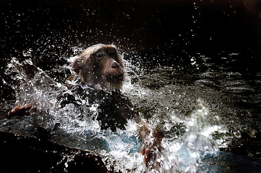 Monkey In Water Photograph by Ekkachai Pholrojpanya