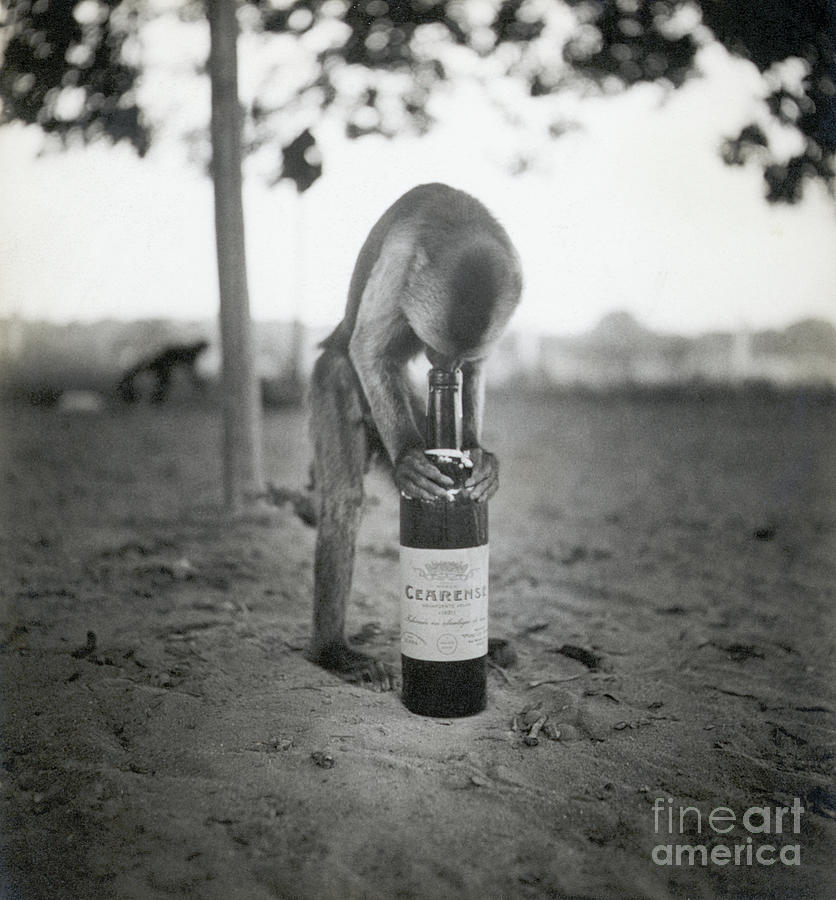 Monkey Inspecting Wine Bottle Photograph by Bettmann