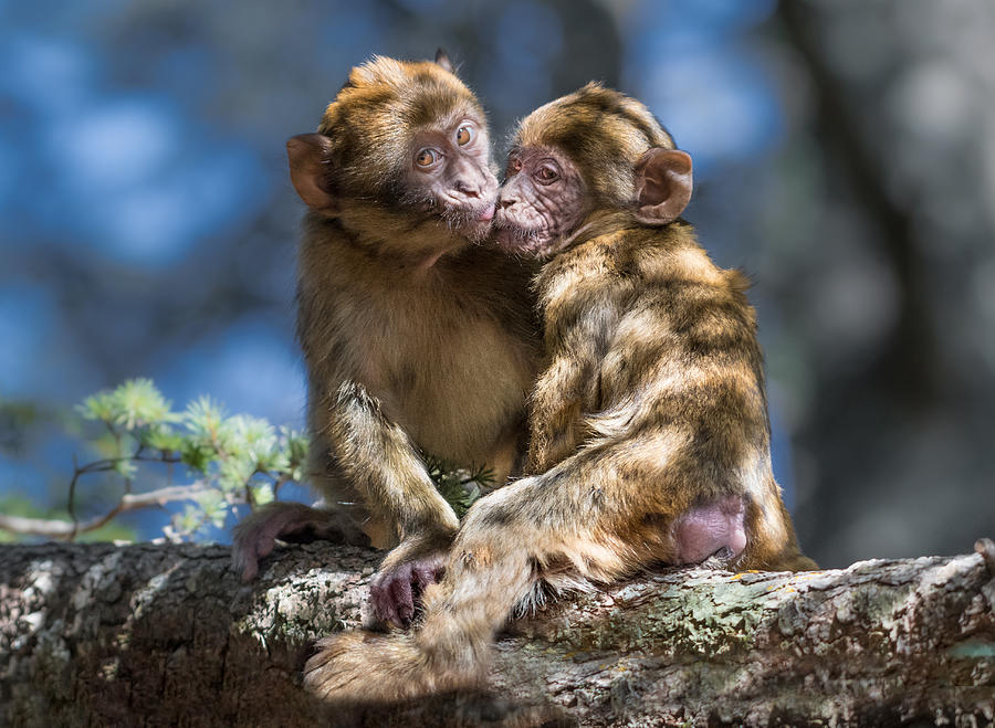 Monkey Love Photograph by Morocco.wild