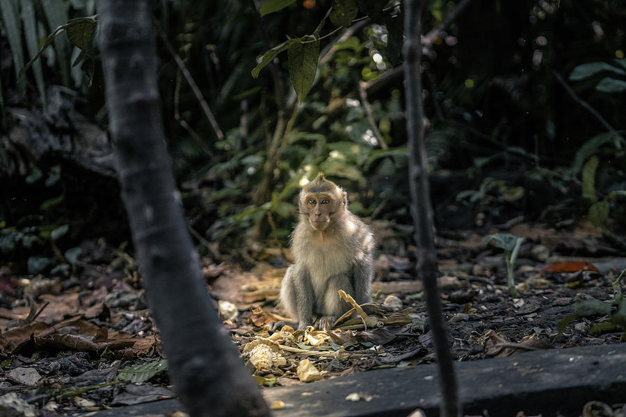 Monkey of bali Photograph by Cyril Mouty - Fine Art America