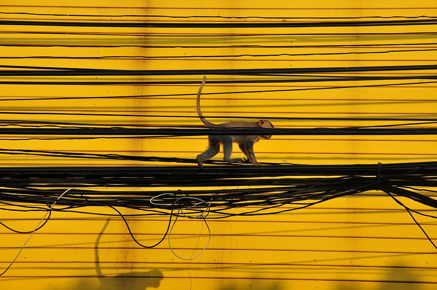 Monkey On A Wire Photograph by Wilhelm Bénard