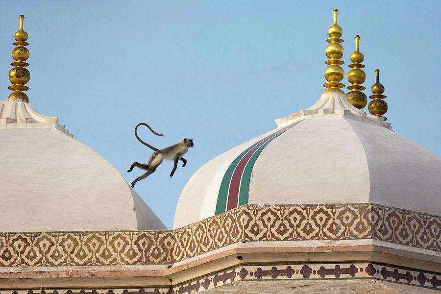 Monkey On Rooftops, India Digital Art by Tim Mannakee