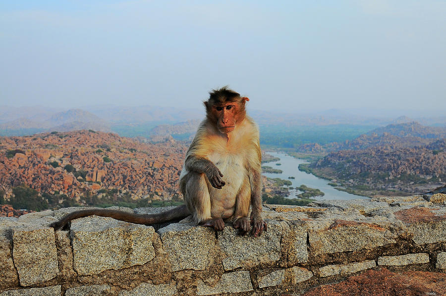 Animal Photograph - Monkey On Top Of A Mountain, Hampi by Alex Grabchilev / Evgeniya Bakanova