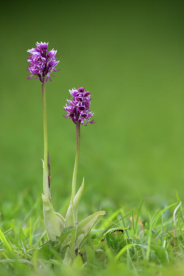 Monkey Orchid Orchis Simia, Kent, Uk Photograph by David Clapp