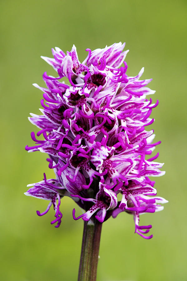 Monkey Orchid, Orchis Simia, Spike Photograph by David Clapp