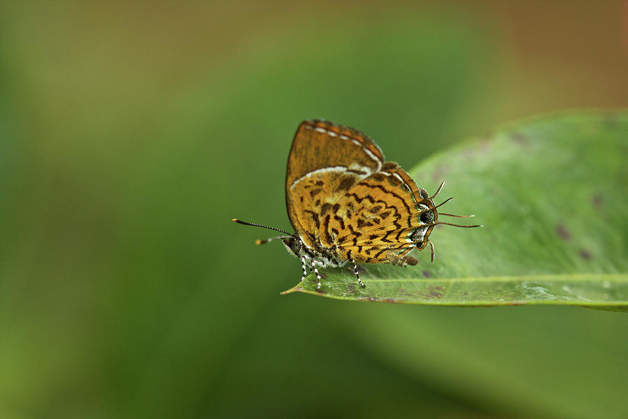 Butterfly Digital Art - Monkey Puzzle Butterfly (rathinda Amor), Kerala, India by David Fettes