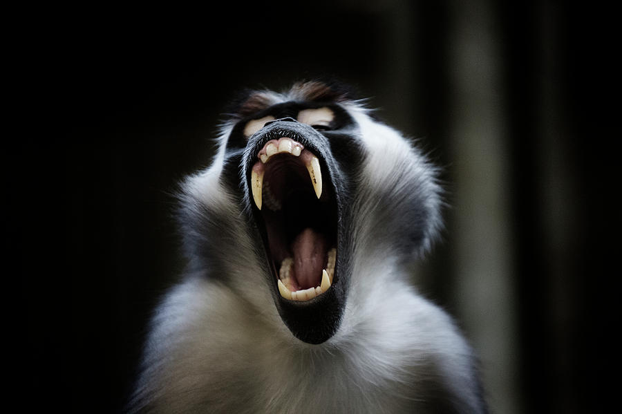 Monkey, Screaming Monkey Photograph by Hotte Hue