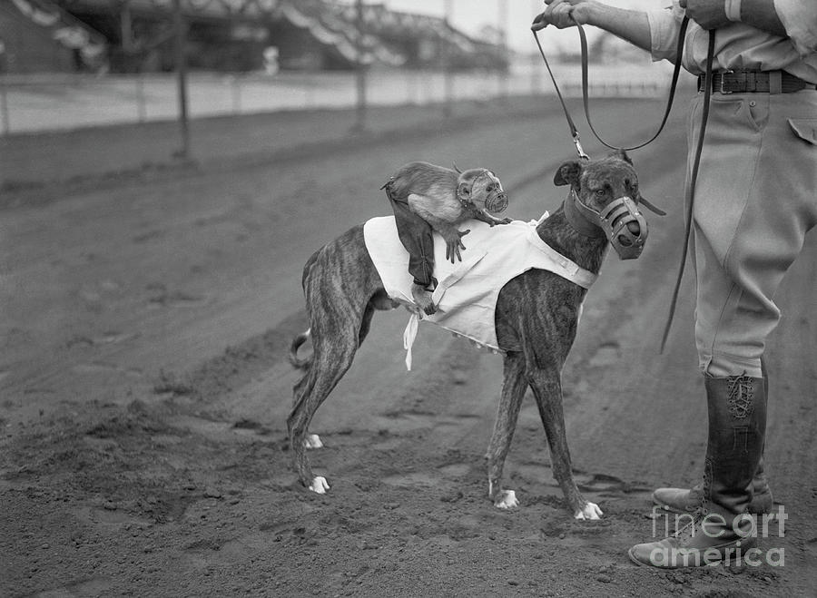 Monkey Strapped To Dog For A Race Photograph by Bettmann