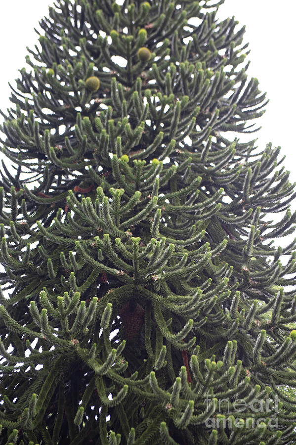 Monkey Tree photo 1 by Jenny Potter Monkey Tree photo 1 by Jenny Potter