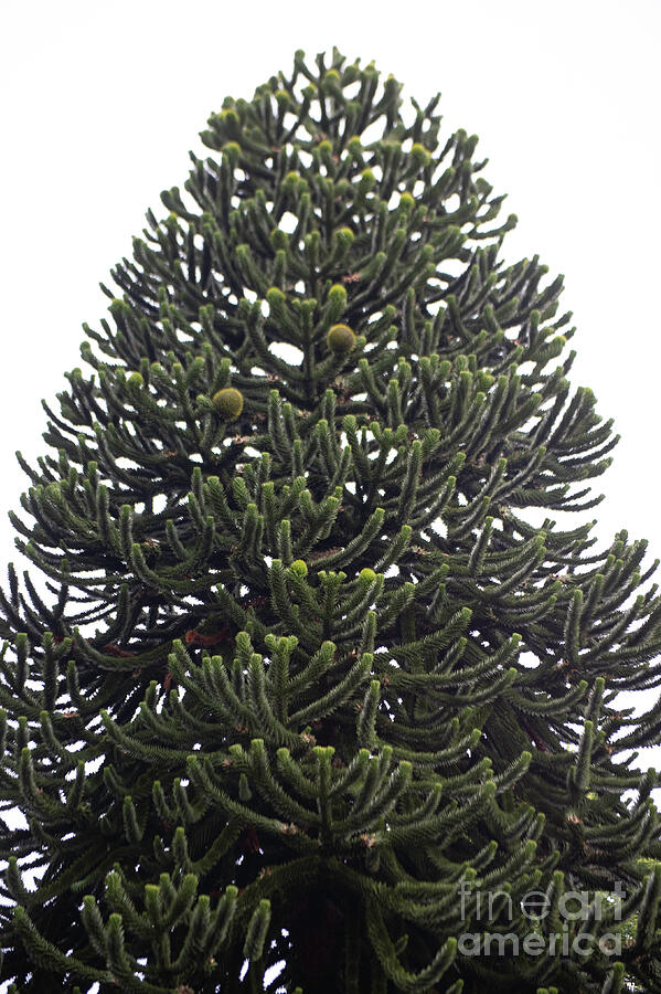 Monkey Tree photo 2 by Jenny Potter Monkey Tree photo 2 by Jenny Potter
