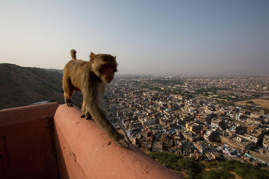 Wildlife Digital Art - Monkey Walking Along Elevated Wall Above Jaipur City, Galtaji, Galta Monkey Temple, Jaipur, Rajasthan, India by Michael Truelove