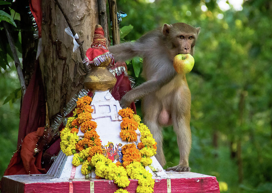 Monkey with an Apple Photograph by Amy Sorvillo