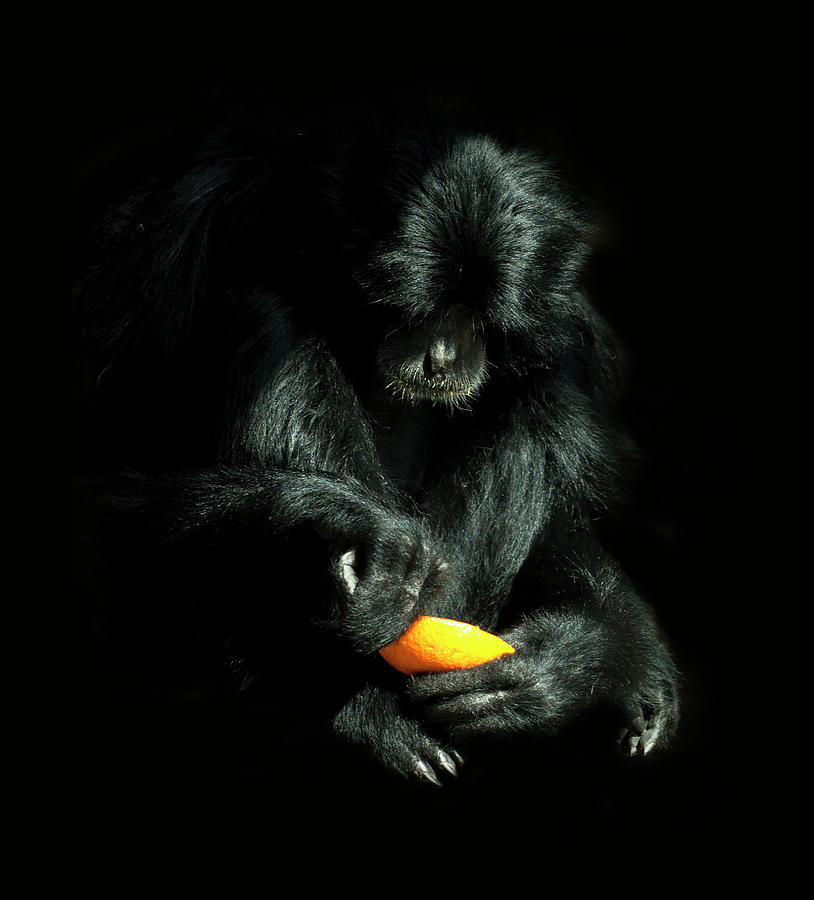 Monkey With Orange Photograph by Photo By Ivan Vukelic