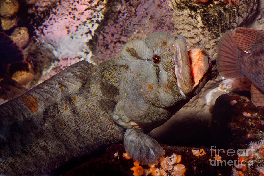 Monkeyface Eel Fish Cebidichthys Violaceus Photograph By Wernher Krutein